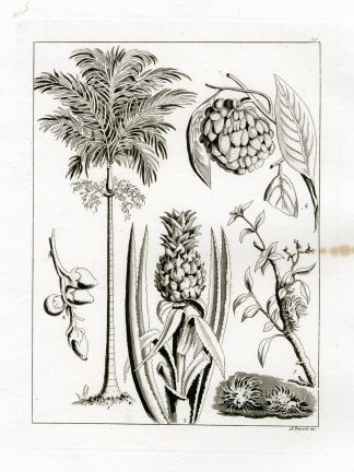 Antique Print-PLANT SPECIES-VIETNAM-TONQUIN-PL.LXXVII.-Ferrario-Biasioli-c.1827