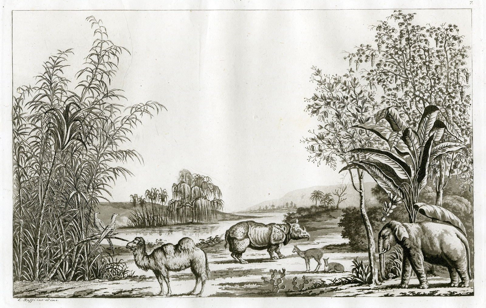 , Antique Print-CHINA-NATURE-PL.VII.-Ferrario-Rossins-c.1827, Pictura Antique Prints