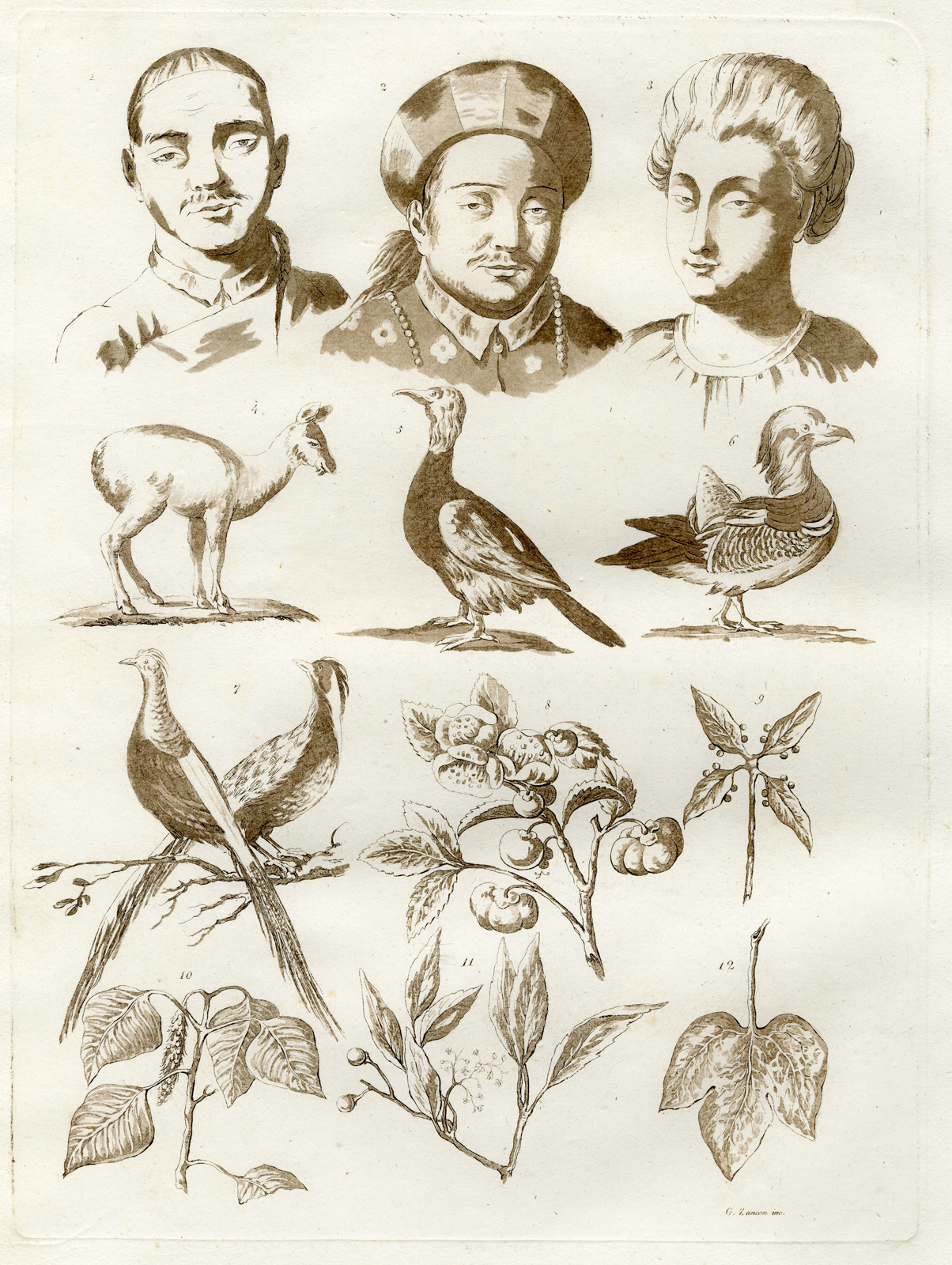 , Antique Print-CHINA-ANIMAL-PLANT-SPECIES-PL.VIII.-Ferrario-Zancon-c.1827, Pictura Antique Prints