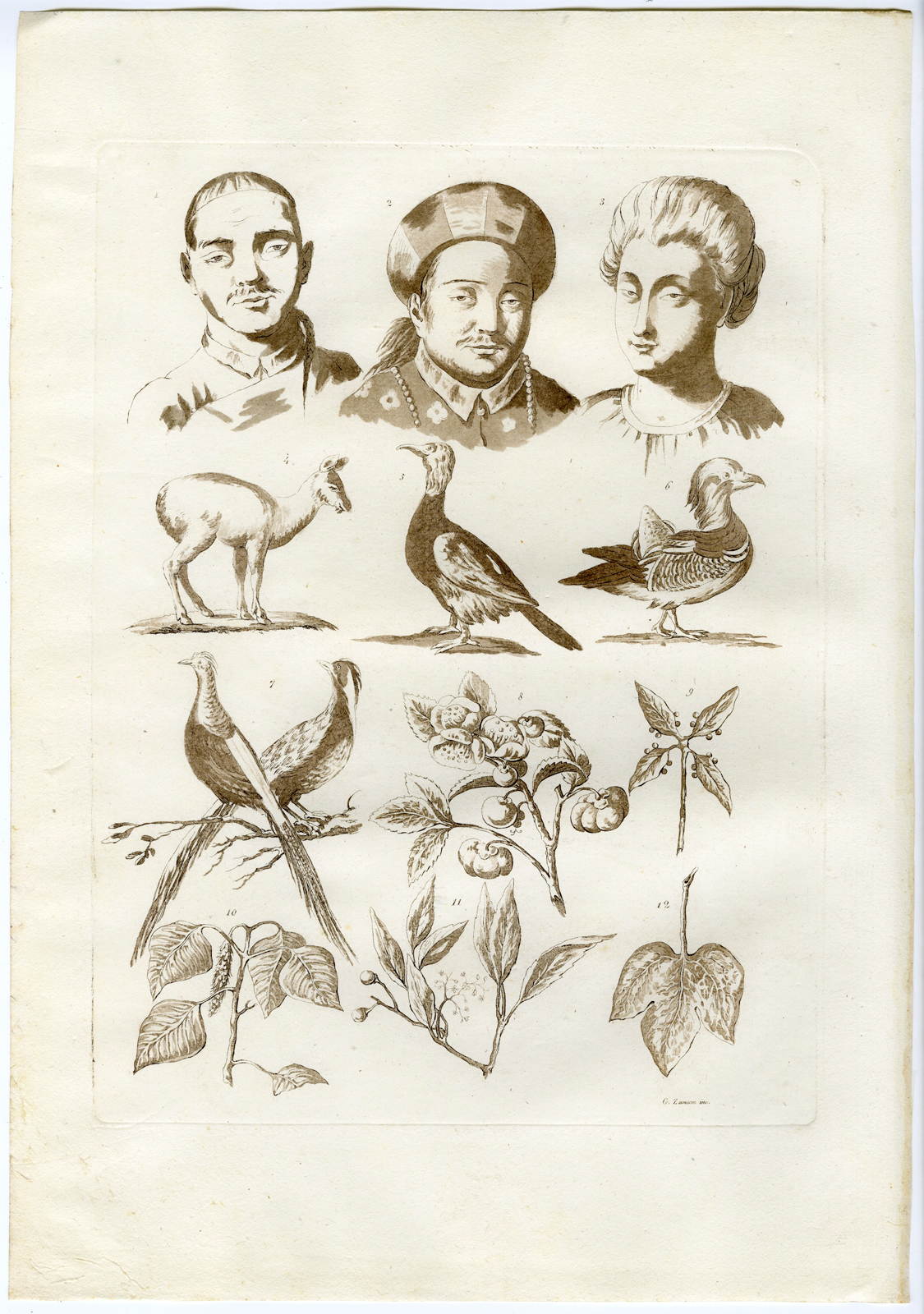 , Antique Print-CHINA-ANIMAL-PLANT-SPECIES-PL.VIII.-Ferrario-Zancon-c.1827, Pictura Antique Prints