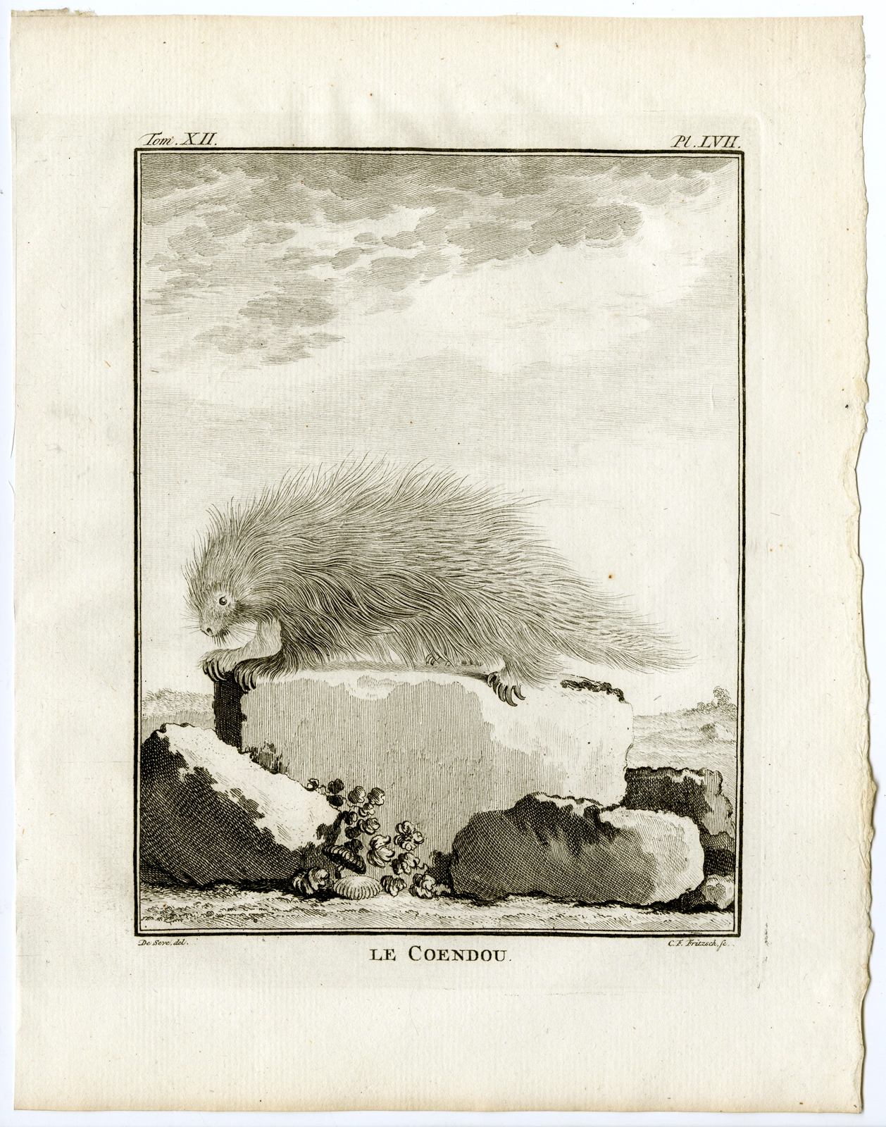 , Antique Print-LE COENDOU-BRAZILIAN PORCUPINE-Buffon-1772, Pictura Antique Prints