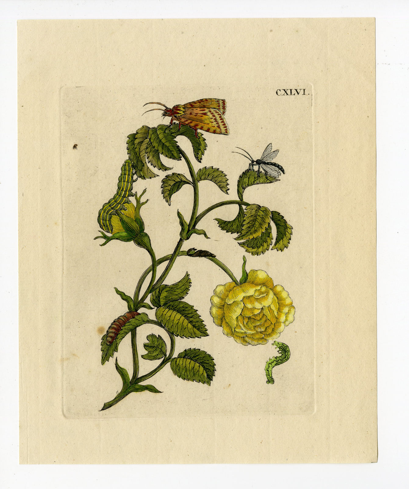 , Antique Print-INSECTS-ROSE-ROSA-PL.XLVI-Merian-1730, Pictura Antique Prints
