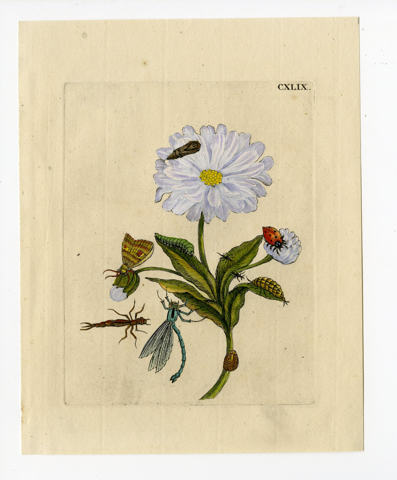 , Antique Print-INSECTS-MARIGOLD-PL.CXLIX-Merian-1730, Pictura Antique Prints