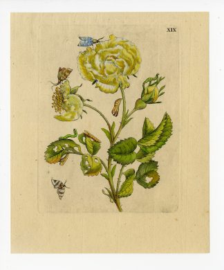 Antique Print-INSECTS-ROSE-ROSA INCARNATA-PL.XIX-Merian-1730