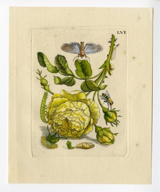 Antique Print-INSECTS-DOUBLE ROSE-ROSA-PL.LVI-Merian-1730