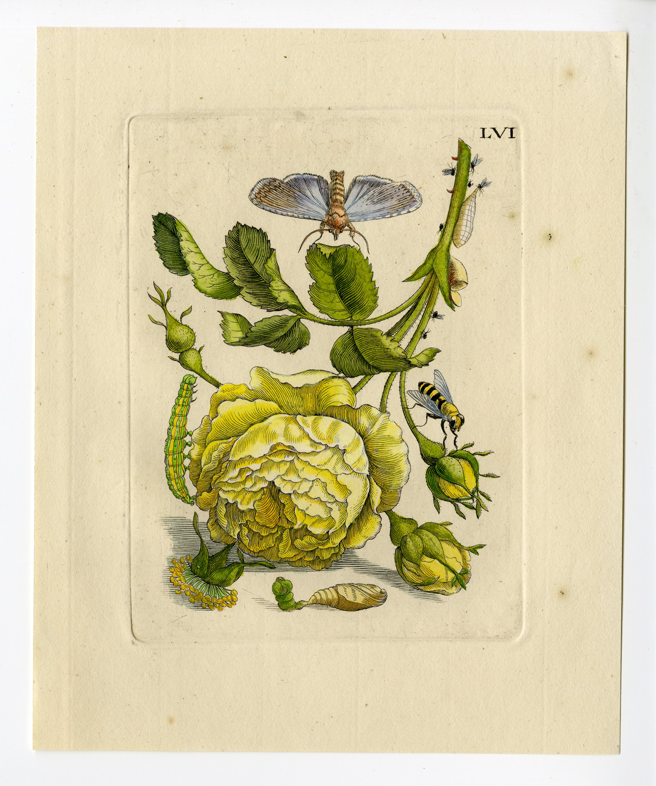 , Antique Print-INSECTS-DOUBLE ROSE-ROSA-PL.LVI-Merian-1730, Pictura Antique Prints