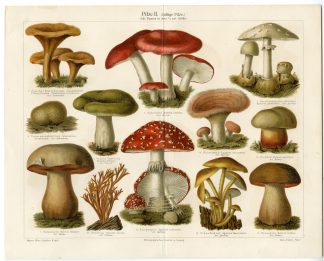 Antique Print-MUSHROOM-TOXIC-CHANTERELLE-AGARIC-Meyers-c.1890