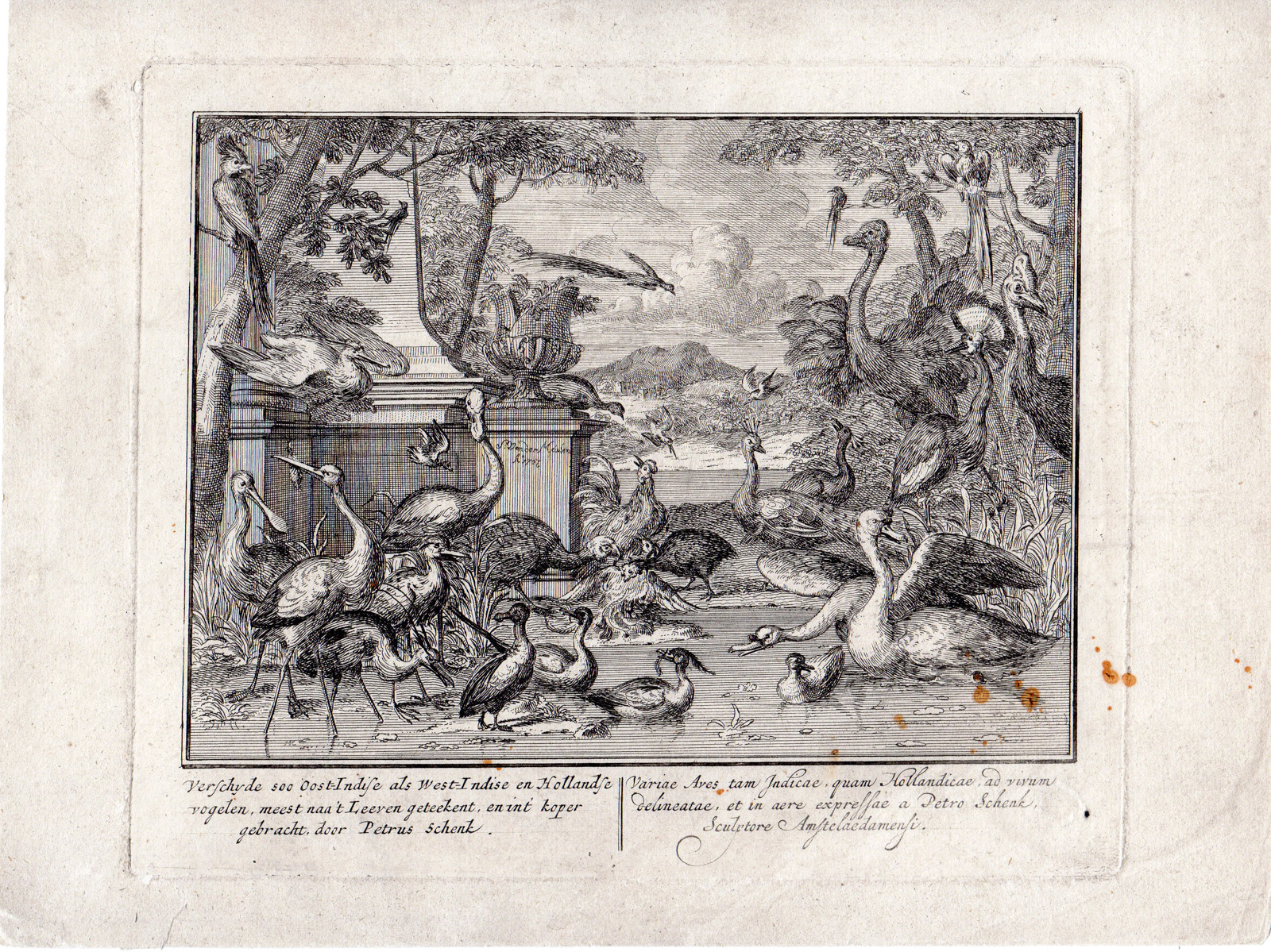 , Antique Master Print-BIRDS-CRANE-SWAN-TURKEY-PEACOCK-PARROT-van der Meulen-1707, Pictura Antique Prints