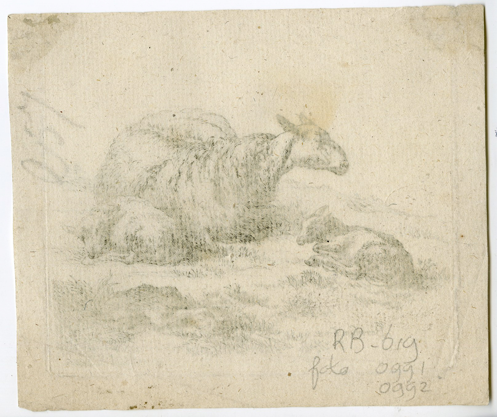 , Antique Master Print-ANIMAL-SHEEP-LAMB-Berchem-ca. 1650, Pictura Antique Prints