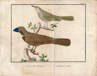 Antique Print-CROSSBILL-WARBLER-BIRDS-Martinet-1770-1786