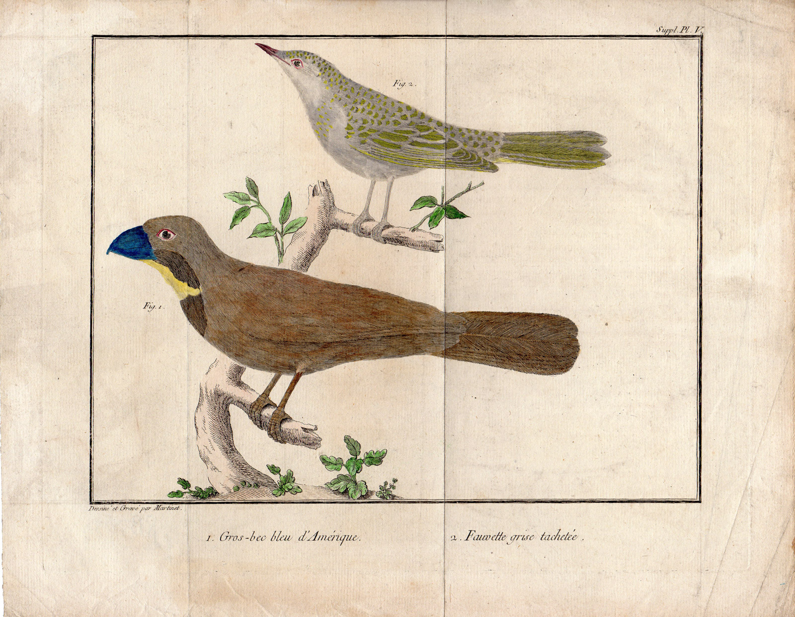 , Antique Print-CROSSBILL-WARBLER-BIRDS-Martinet-1770-1786, Pictura Antique Prints