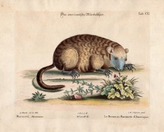Antique Print-MARMOTA MONAX-AMERICANUS-MARMOT-Edwards-Seligmann-1749-1776