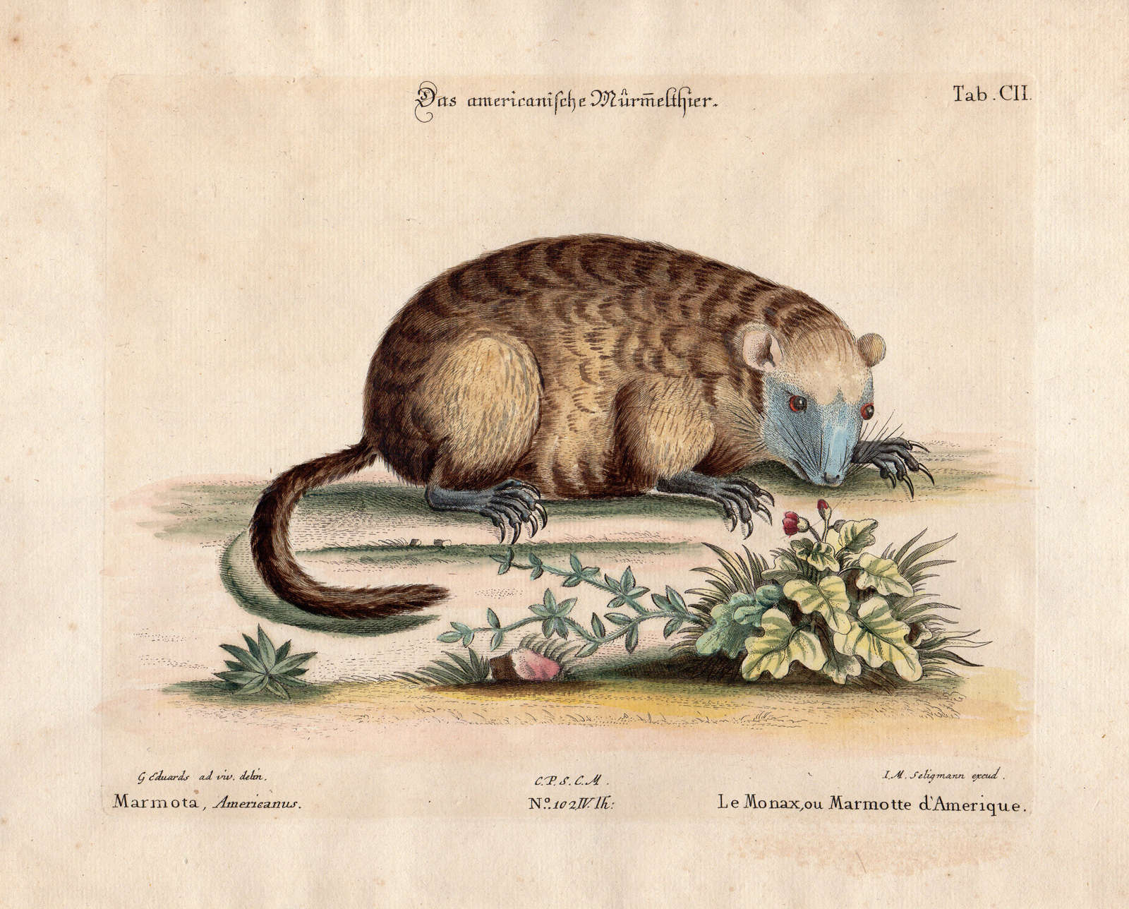 , Antique Print-MARMOTA MONAX-AMERICANUS-MARMOT-Edwards-Seligmann-1749-1776, Pictura Antique Prints