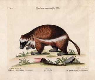 Antique Print-AMERICAN BEAR-URSULUS-WOLVERINE-Edwards-Seligmann-1749-1776