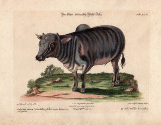 Antique Print-SMALL INDIAN BUFFALO-OCHS-Edwards-Seligmann-1749-1776