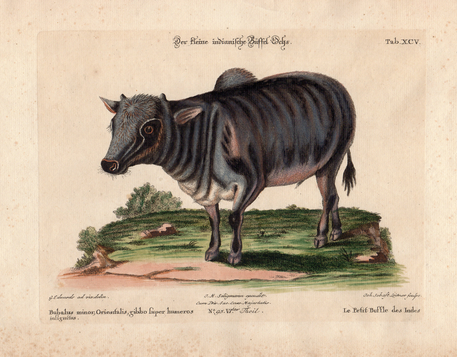 , Antique Print-SMALL INDIAN BUFFALO-OCHS-Edwards-Seligmann-1749-1776, Pictura Antique Prints