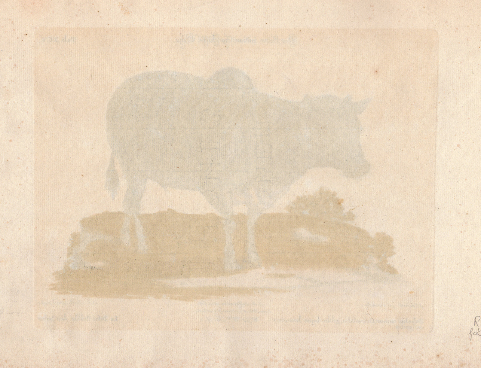 , Antique Print-SMALL INDIAN BUFFALO-OCHS-Edwards-Seligmann-1749-1776, Pictura Antique Prints