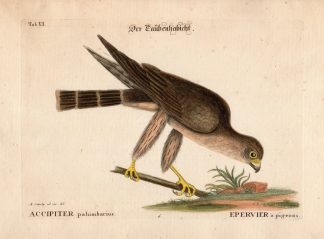 Antique Print-PIGEON HAWK-Edwards-Seligmann-1749-1776