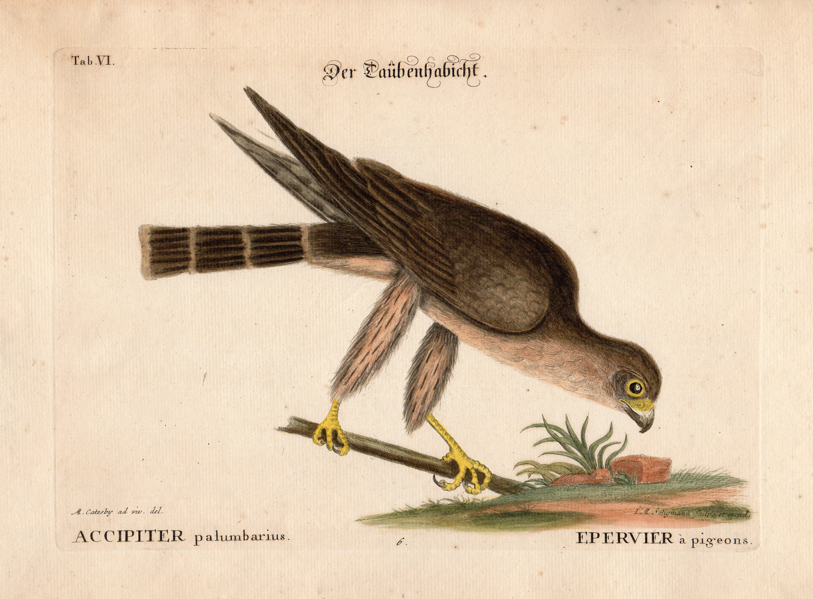 , Antique Print-PIGEON HAWK-Edwards-Seligmann-1749-1776, Pictura Antique Prints