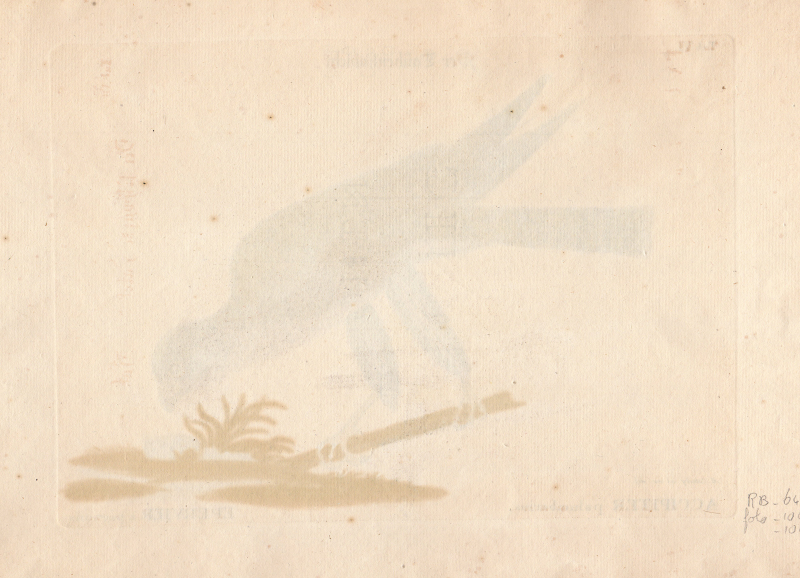 , Antique Print-PIGEON HAWK-Edwards-Seligmann-1749-1776, Pictura Antique Prints