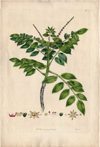 Rare Antique Print-BRUCEA ANTIDYSENTERICA-Miller -1823