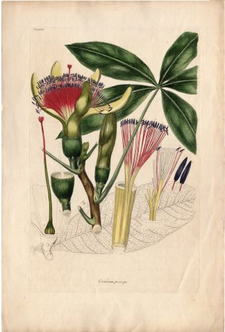 Antique Print-PACHIRA AQUATICA-CAROLINEA PRINCEPS-Miller -1822