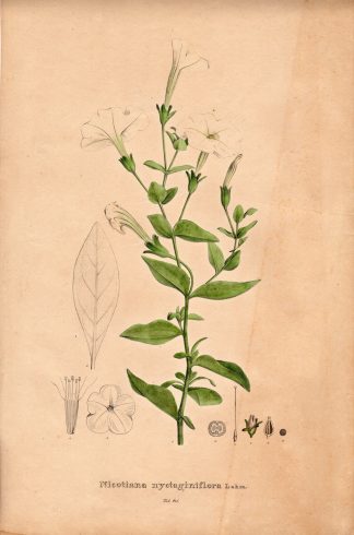 Rare Antique Print-TOBACCO-NICOTITIANA NYCTAGINIFLORA-Henry-Esenbeck-1828