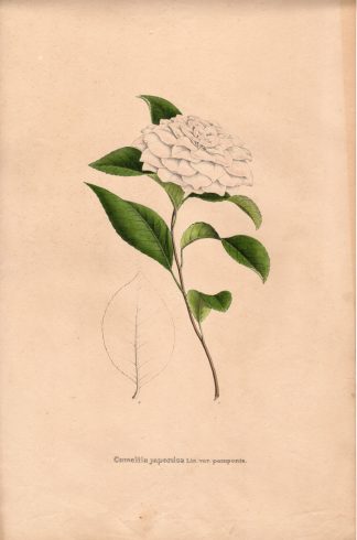 Rare Antique Print-JAPANESEE ROSE-CAMELLIA JAPONICA-Henry-Esenbeck-1828