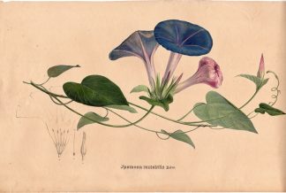 Rare Antique Print-MORNING GLORY-IPOMOEA MUTABILIS-Henry-Esenbeck-1828
