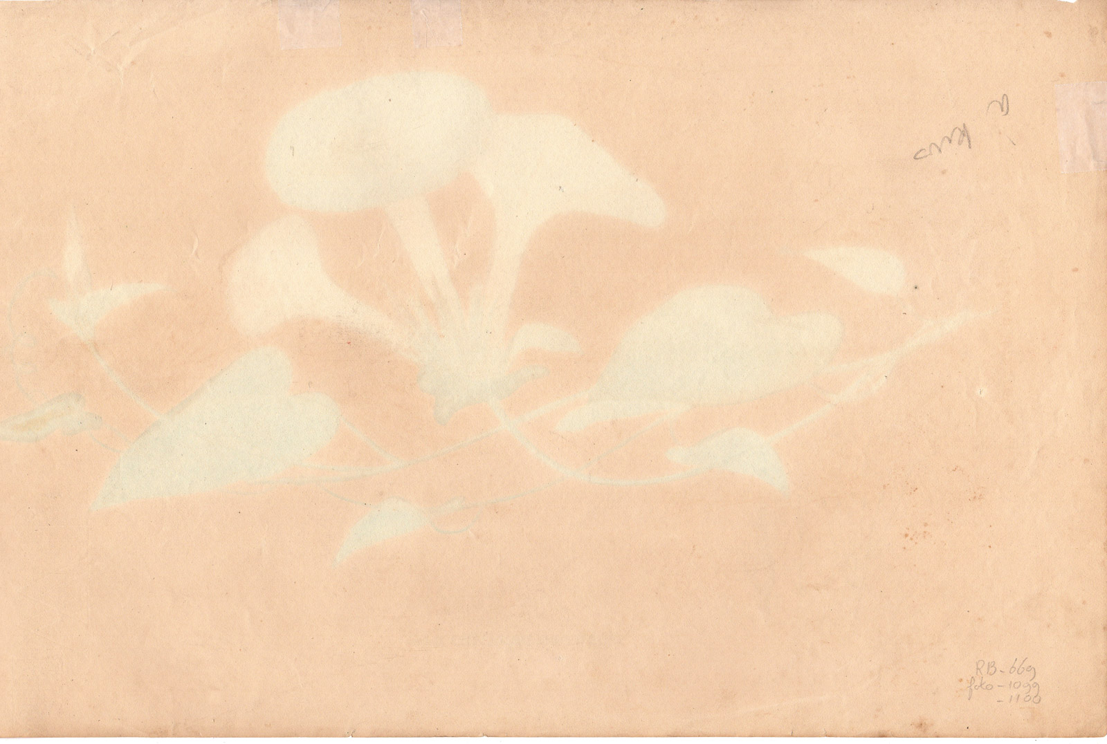 , Rare Antique Print-MORNING GLORY-IPOMOEA MUTABILIS-Henry-Esenbeck-1828, Pictura Antique Prints