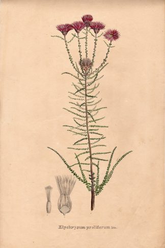 Rare Antique Print-ELYCHRYSUM PROLIFERUM-Henry-Esenbeck-1828