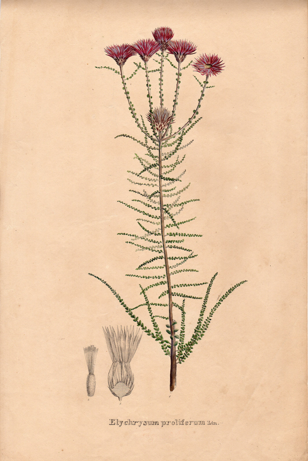 , Rare Antique Print-ELYCHRYSUM PROLIFERUM-Henry-Esenbeck-1828, Pictura Antique Prints