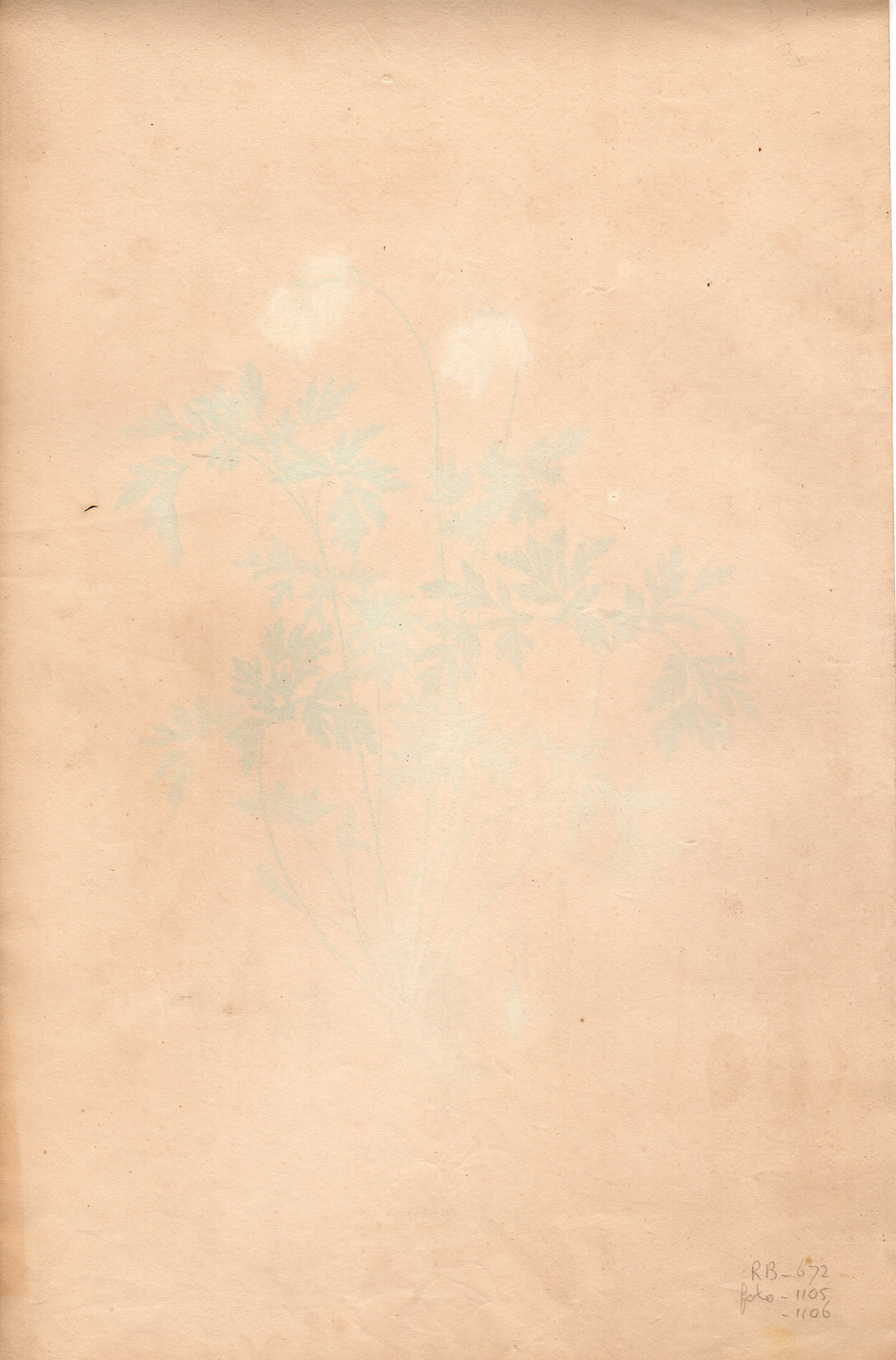 , Rare Antique Print-PACIFIC BLEEEDING HEART-DICLYTRA FORMOSA-Henry-Esenbeck-1828, Pictura Antique Prints