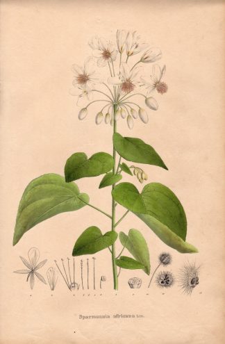 Rare Antique Print-AFRICAN HEMP-SPARMANNIA AFRICANA-Henry-Esenbeck-1828