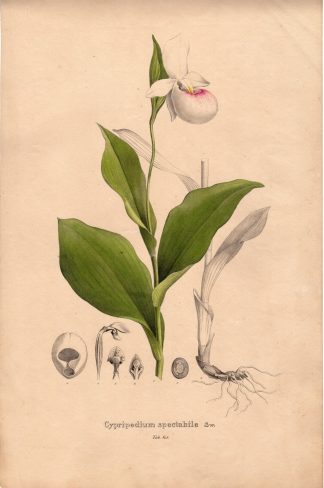 Rare Antique Print-LADYSLIPPER ORCHID-CYPRIPEDIUM SPECTABILE-Henry-Esenbeck-1828