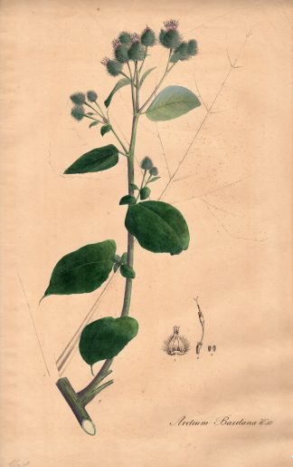 Rare Antique Print-BURDOCK-ARCTIUM BARDANA-Henry-Esenbeck-1828