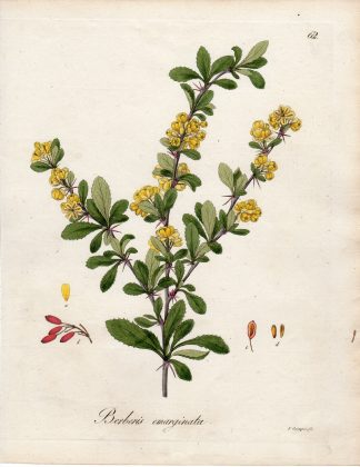 Antique Print-BERBERIS EMARGINATA-Guimpel-1803