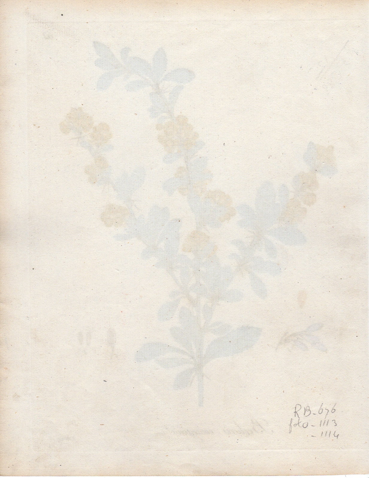 , Antique Print-BERBERIS EMARGINATA-Guimpel-1803, Pictura Antique Prints