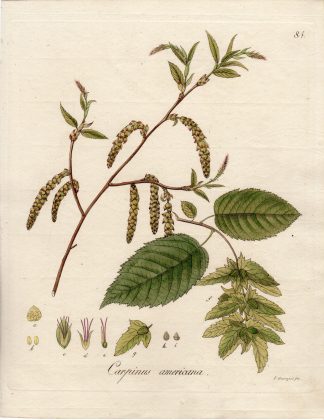 Antique Print-AMERICAN HORNBEAM-CARPINUS AMERICANA-Guimpel-1803