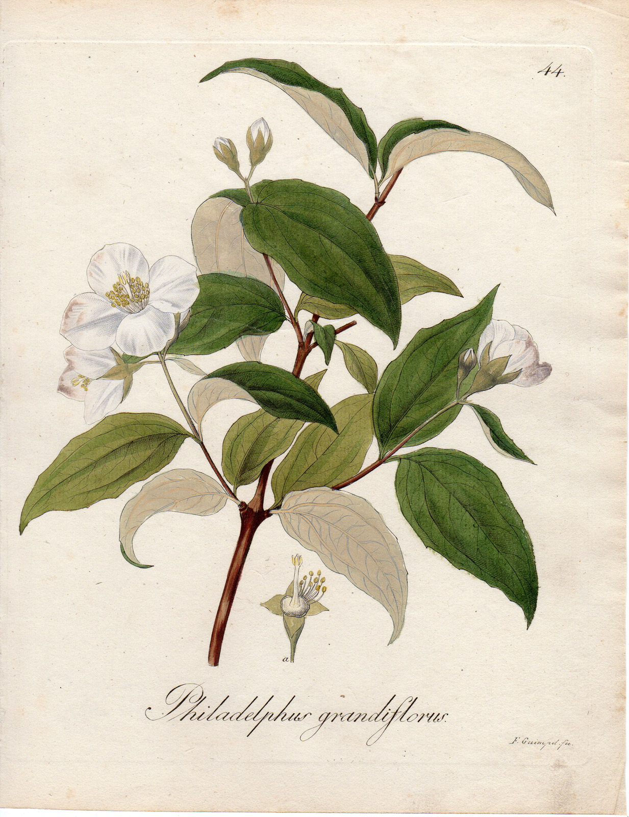 , Antique Print-MOCK ORANGE-PHILADELPHUS GRANDIFLORUS-Guimpel-1803, Pictura Antique Prints