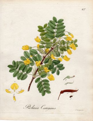 Antique Print-SIBERIAN PEA TREE-ROBINIA CARAGANA-Guimpel-1803