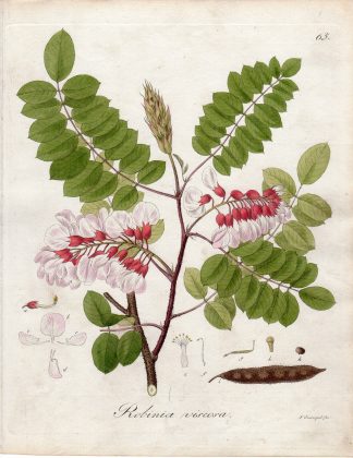 Antique Print-GLAMMY LOCUST-ROBINIA VISCOSA-Guimpel-1803