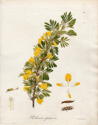Antique Print-ROBINIA SPINOSA-PSEUDOACACIA-Guimpel-1803