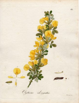 Antique Print-CYTISUS ELONGATUS-CHAMAECYTISUS-Guimpel-1803