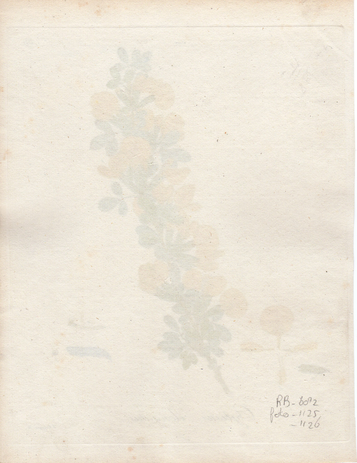 , Antique Print-CYTISUS ELONGATUS-CHAMAECYTISUS-Guimpel-1803, Pictura Antique Prints