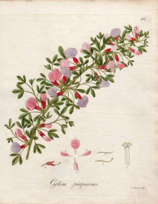 Antique Print-CHAMAECYTISUS-CYTISUS PURPUREUS-Guimpel-1803