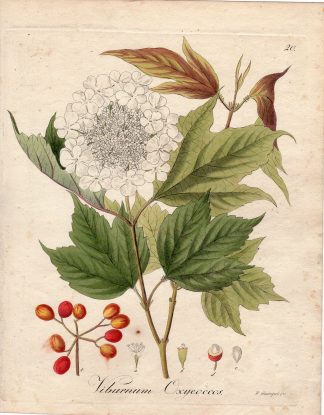 Antique Print-GUELDER ROSE-VIBURNUM OXYCOCCOS-Guimpel-1803