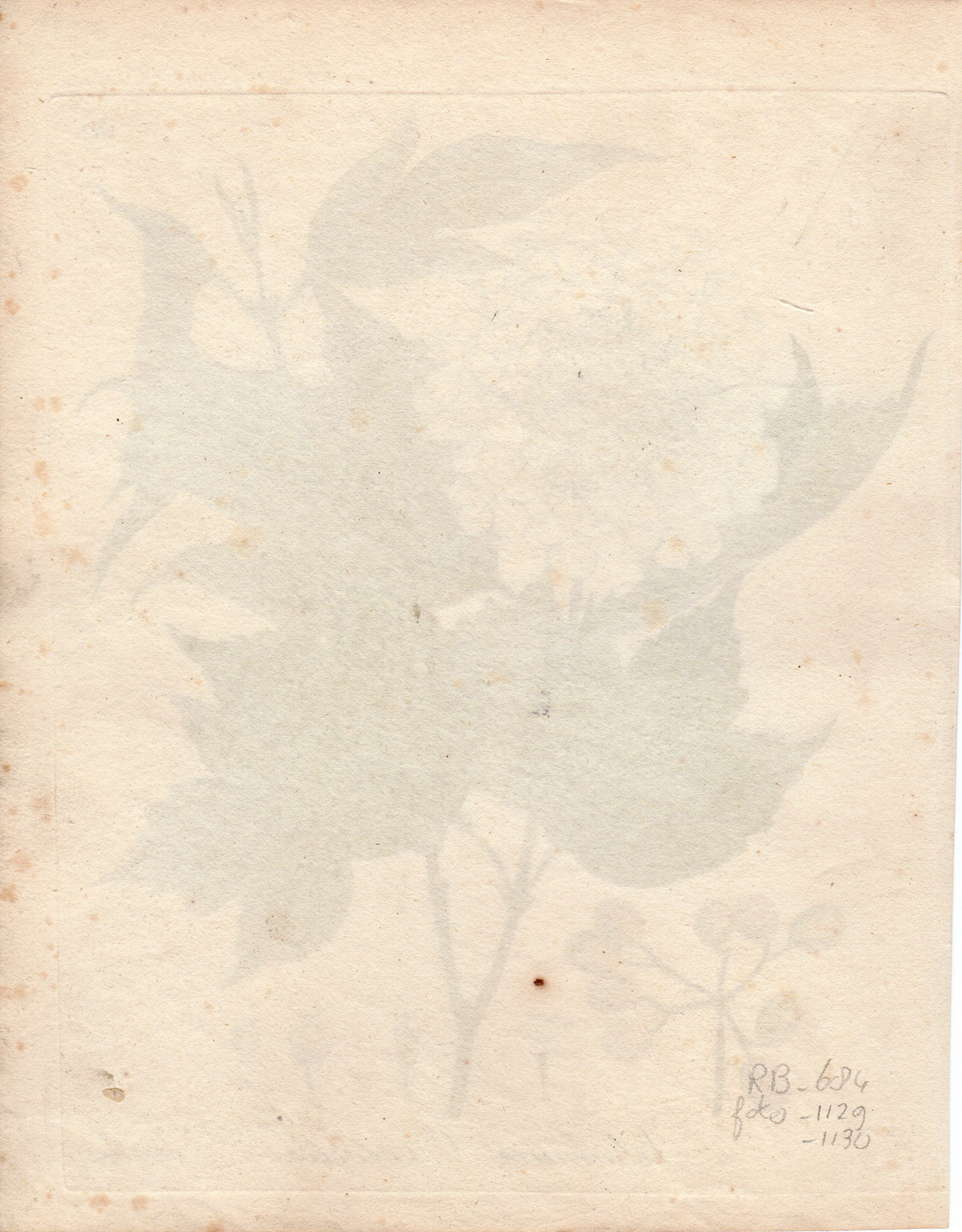 , Antique Print-GUELDER ROSE-VIBURNUM OXYCOCCOS-Guimpel-1803, Pictura Antique Prints