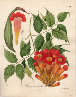 Antique Print-TRUMPET CREEPER-BIGNONIA RADICANS-Guimpel-1803