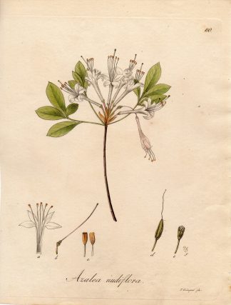 Antique Print-WILD HONEYSUCKLE-AZALEA NUDIFLORA-Guimpel-1803